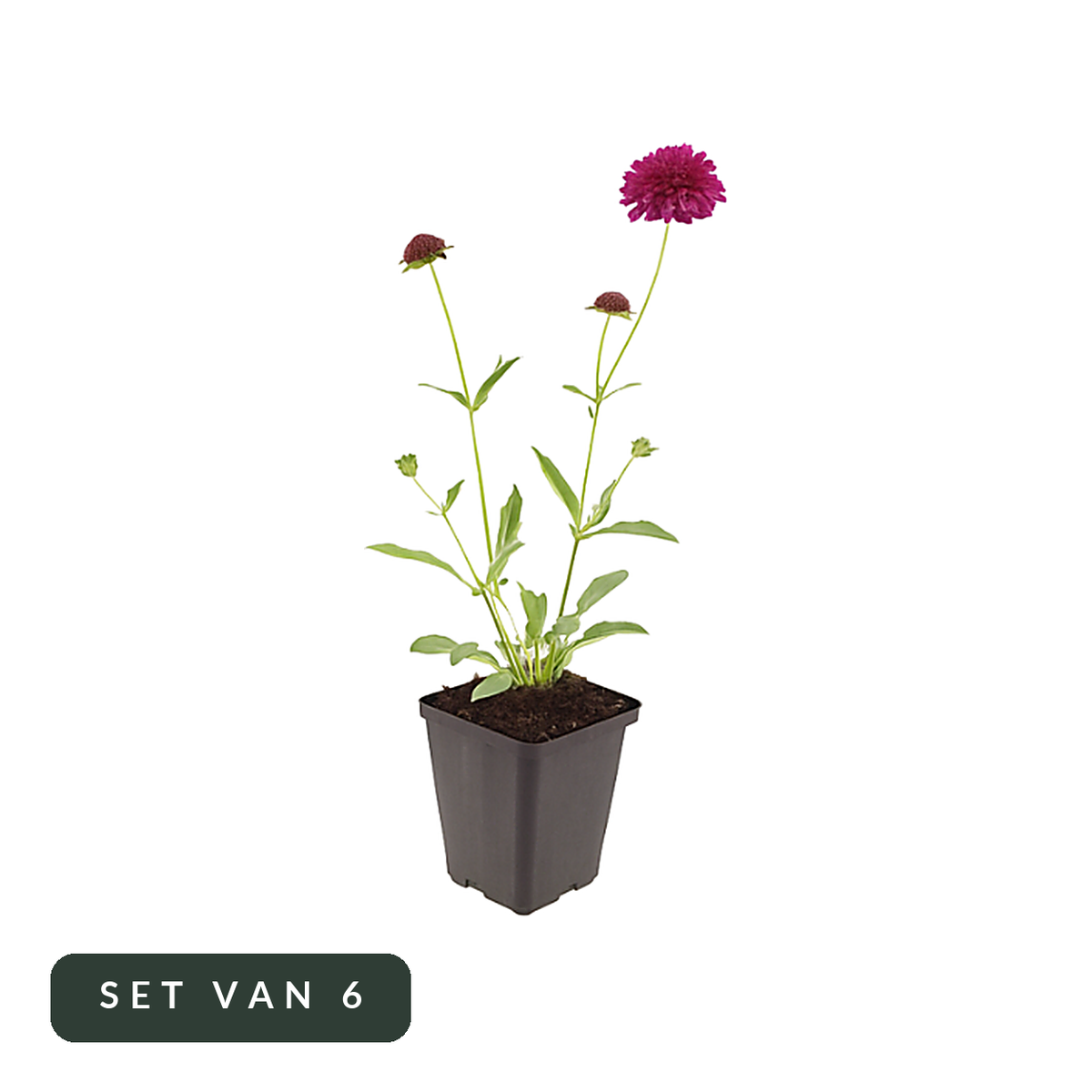 Beemdkroon Knautia macedonica in kweekpot, set van 6, op witte achtergrond