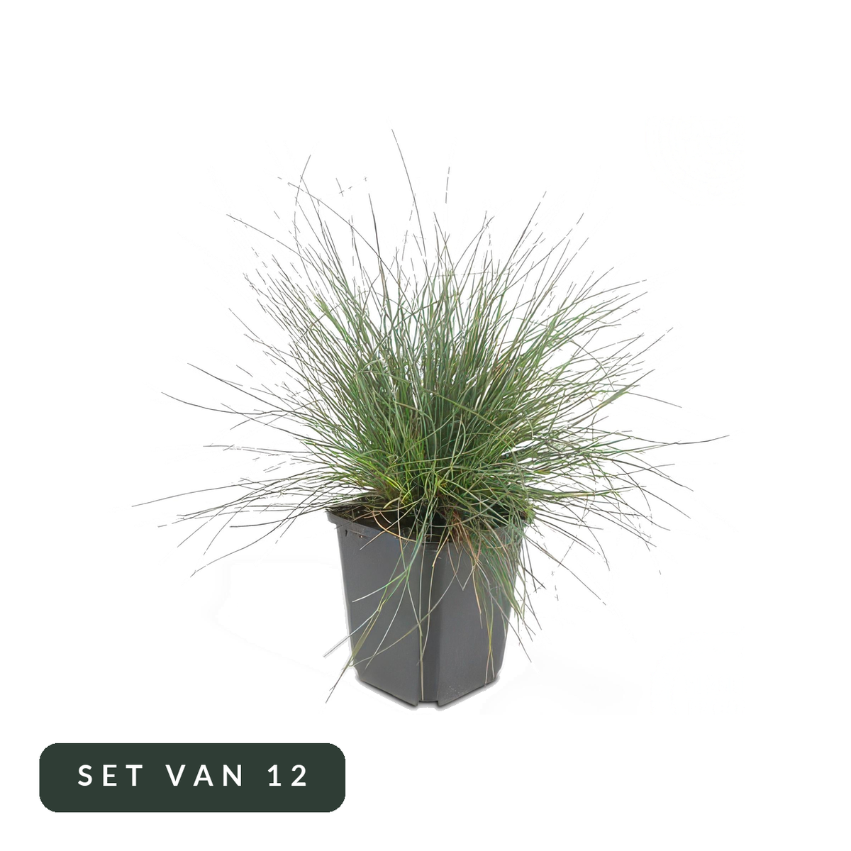 Blauw schapengras Elijah Blue in kweekpot, set van 12, op witte achtergrond