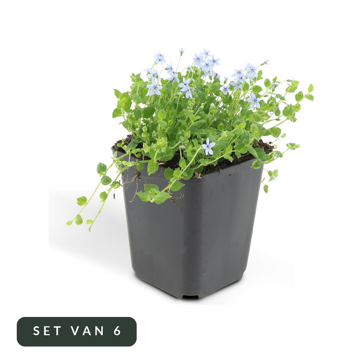 Blauw sterretje Isotoma fluviatilis in kweekpot, set van 6, op witte achtergrond