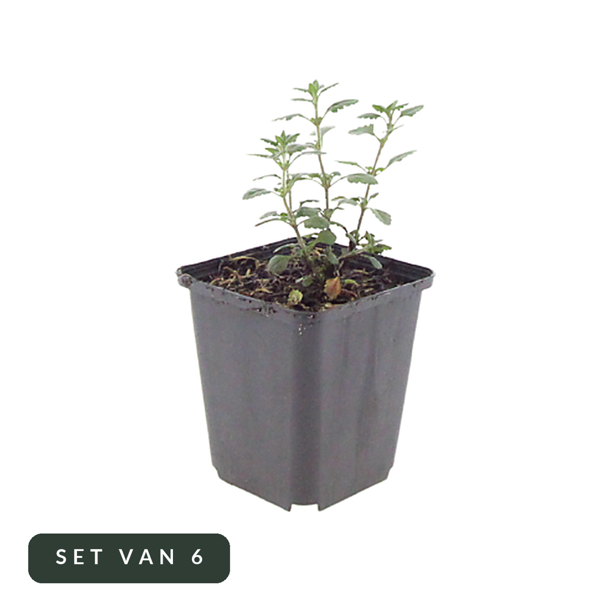 Gamander Teucrium lucidrys in kweekpot, set van 6, op witte achtergrond