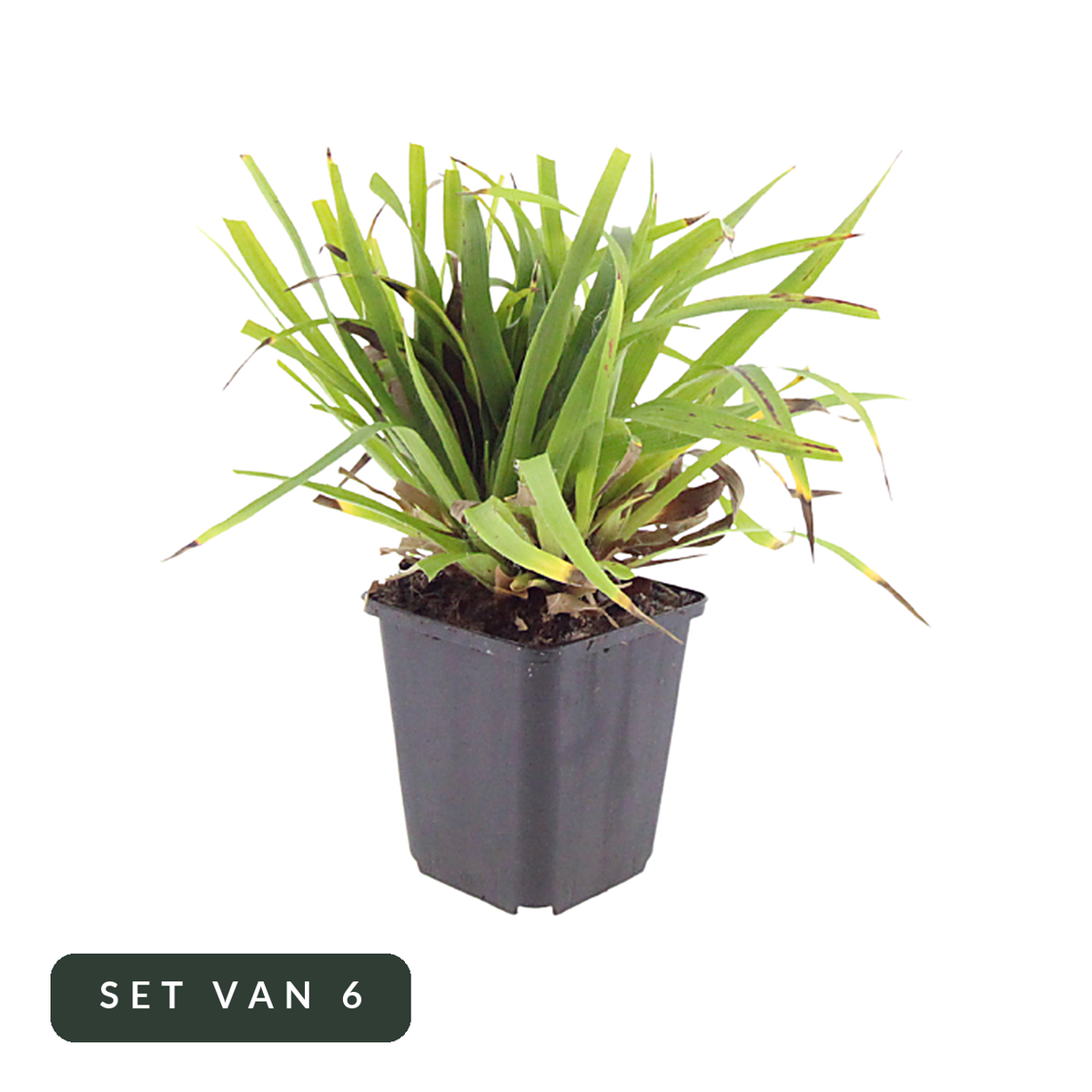 Grote veldbies Luzula sylvatica in kweekpot, set van 6, op witte achtergrond