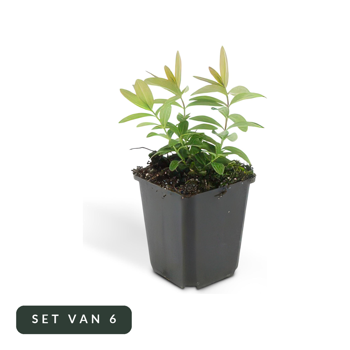 Hertshooi Hypericum calycinum in kweekpot, set van 6, op witte achtergrond
