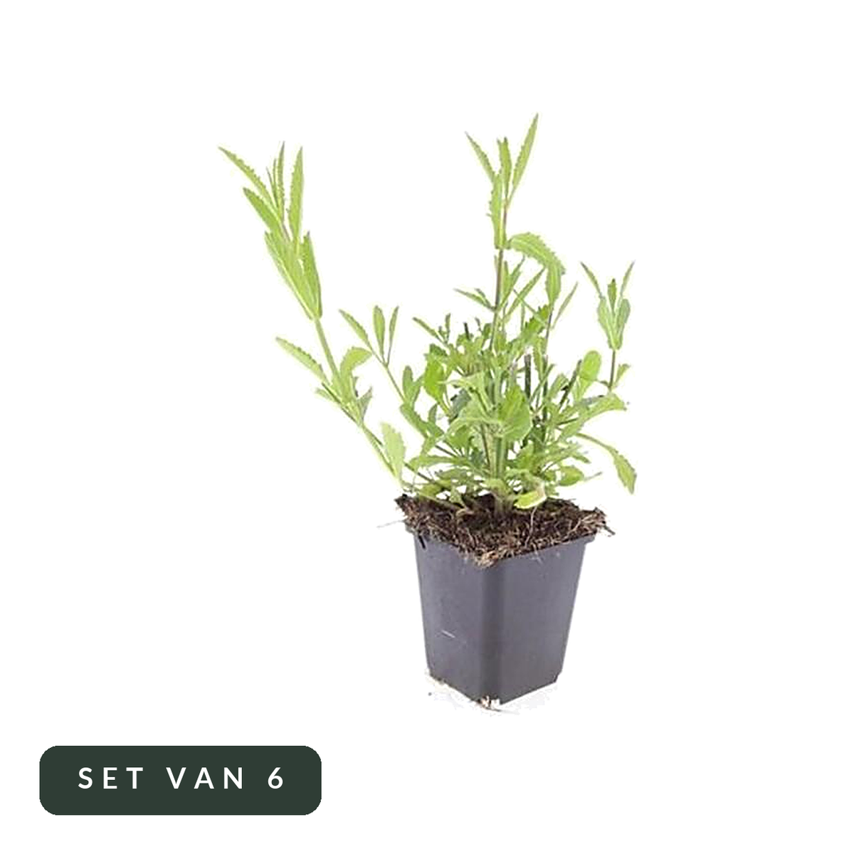 IJzerhard Verbena bonariensis in kweekpot, set van 6, op witte achtergrond
