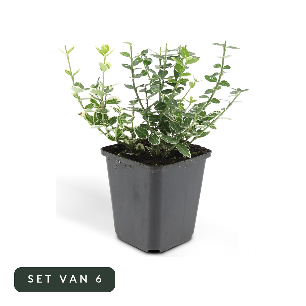 Kardinaalsmuts Emerald Gaiety in kweekpot, set van 6, op witte achtergrond