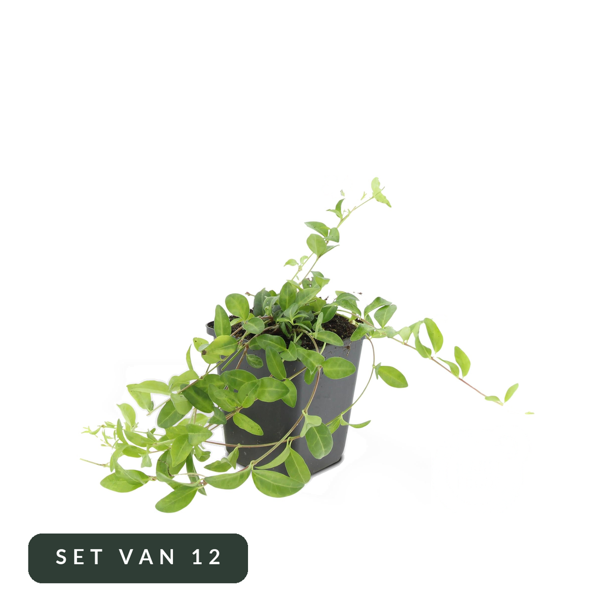 Kleine maagdenpalm La Grave in kweekpot, set van 12, op witte achtergrond