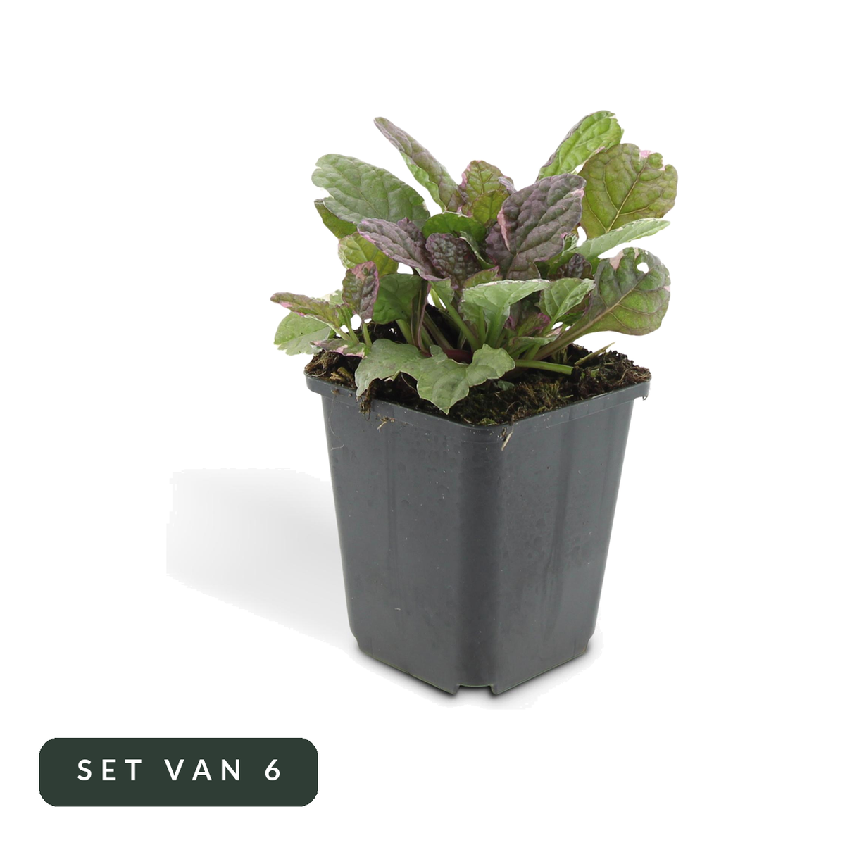 Kruipend zenegroen Burgundy Glow in kweekpot, set van 6, op witte achtergrond