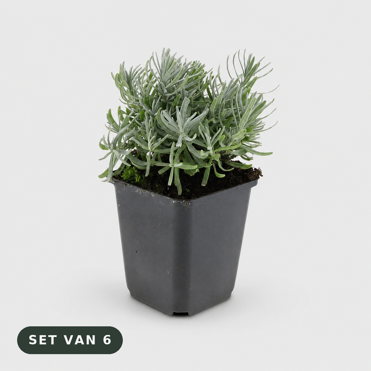 Lavendel 'Hidcote' - set van 6 plantjes in kweekpot