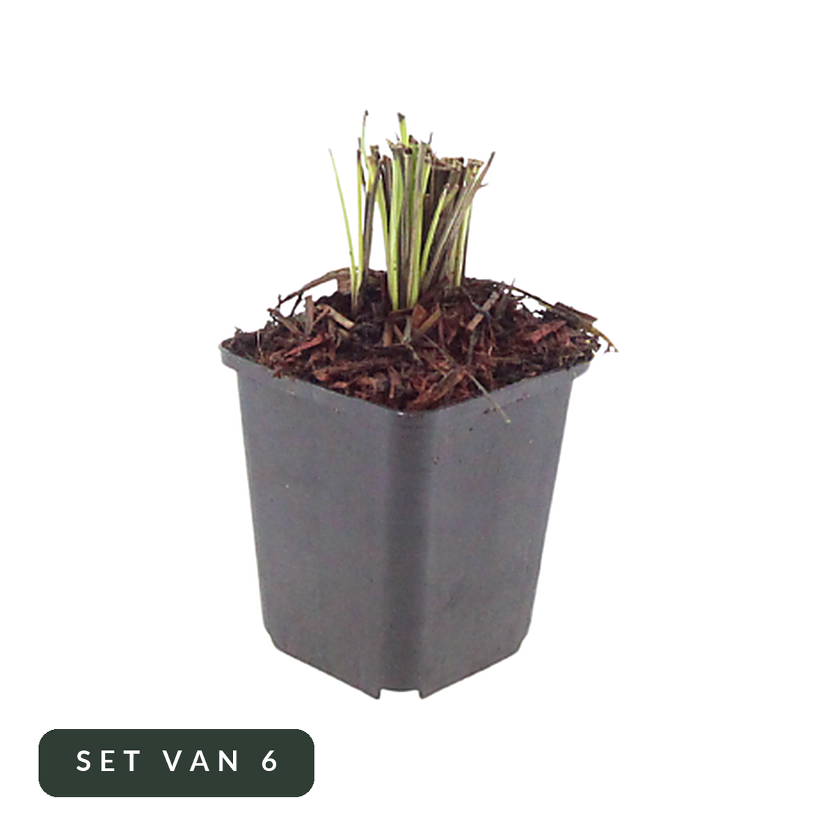 Liatris spicata in kweekpot, set van 6, op witte achtergrond