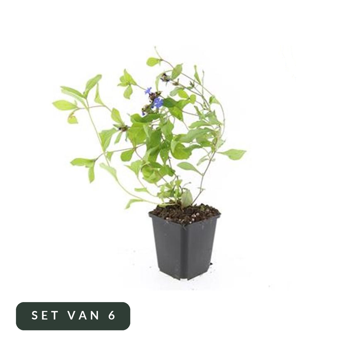 Loodkruid Ceratostigma in kweekpot, set van 6, op witte achtergrond