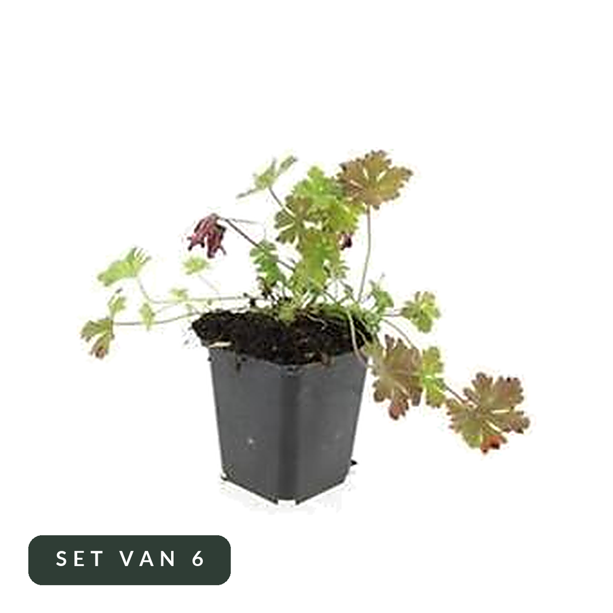 Ooievaarsbek Cambridge in kweekpot, set van 6, op witte achtergrond