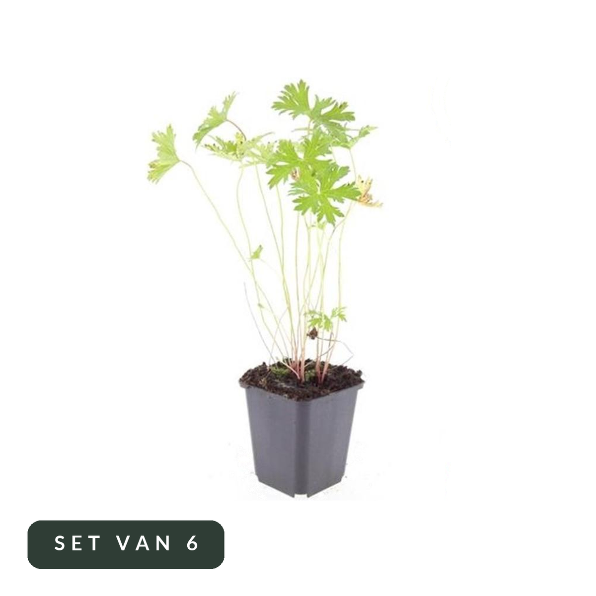 Ooievaarsbek Johnson's Blue in kweekpot, set van 6, op witte achtergrond