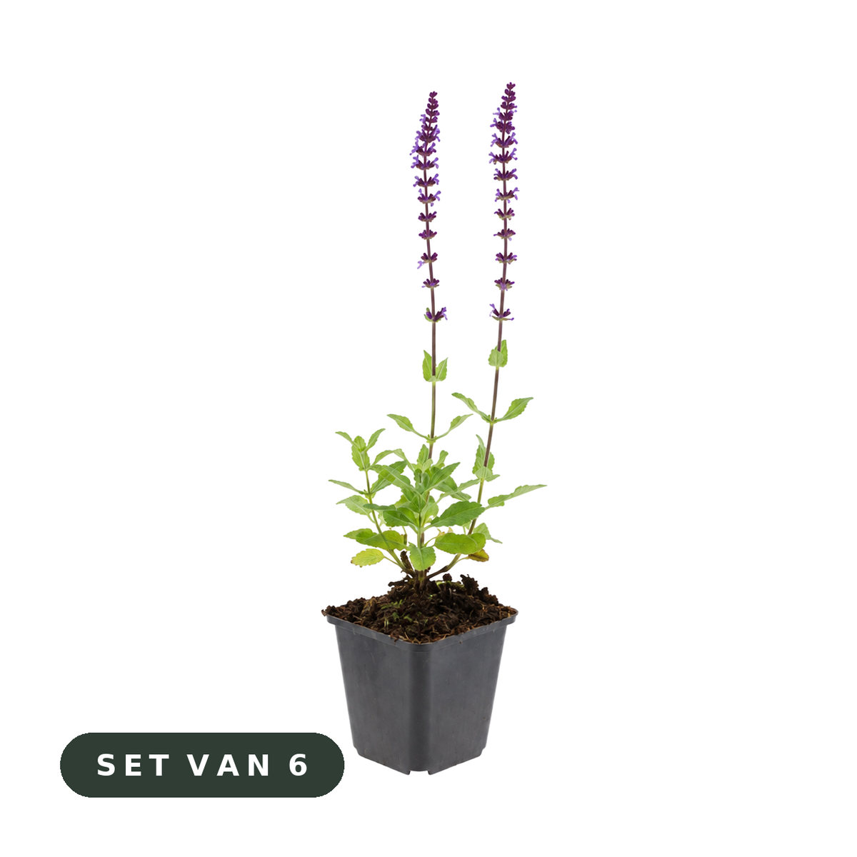 Salvia 'Caradonna' - set van 6, witte achtergrond