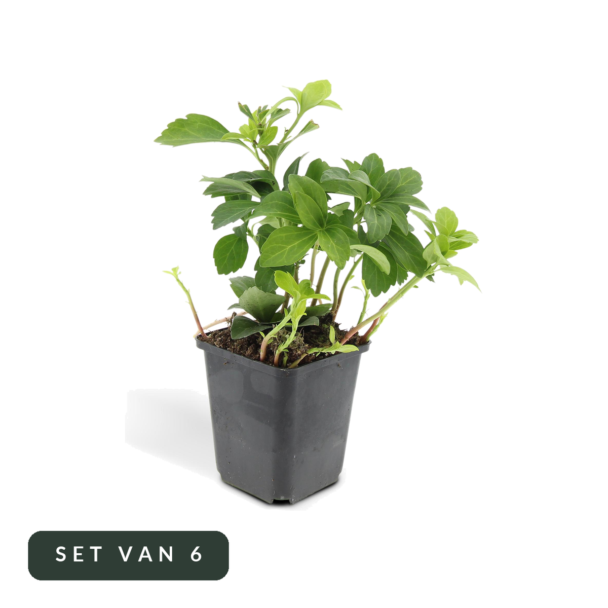 Schaduwkruid Green Carpet in kweekpot, set van 6, op witte achtergrond