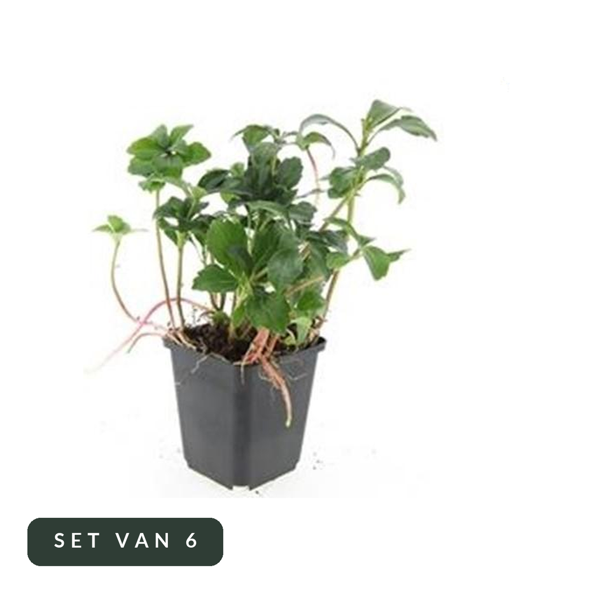 Schaduwkruid Green Sheen in kweekpot, set van 6, op witte achtergrond