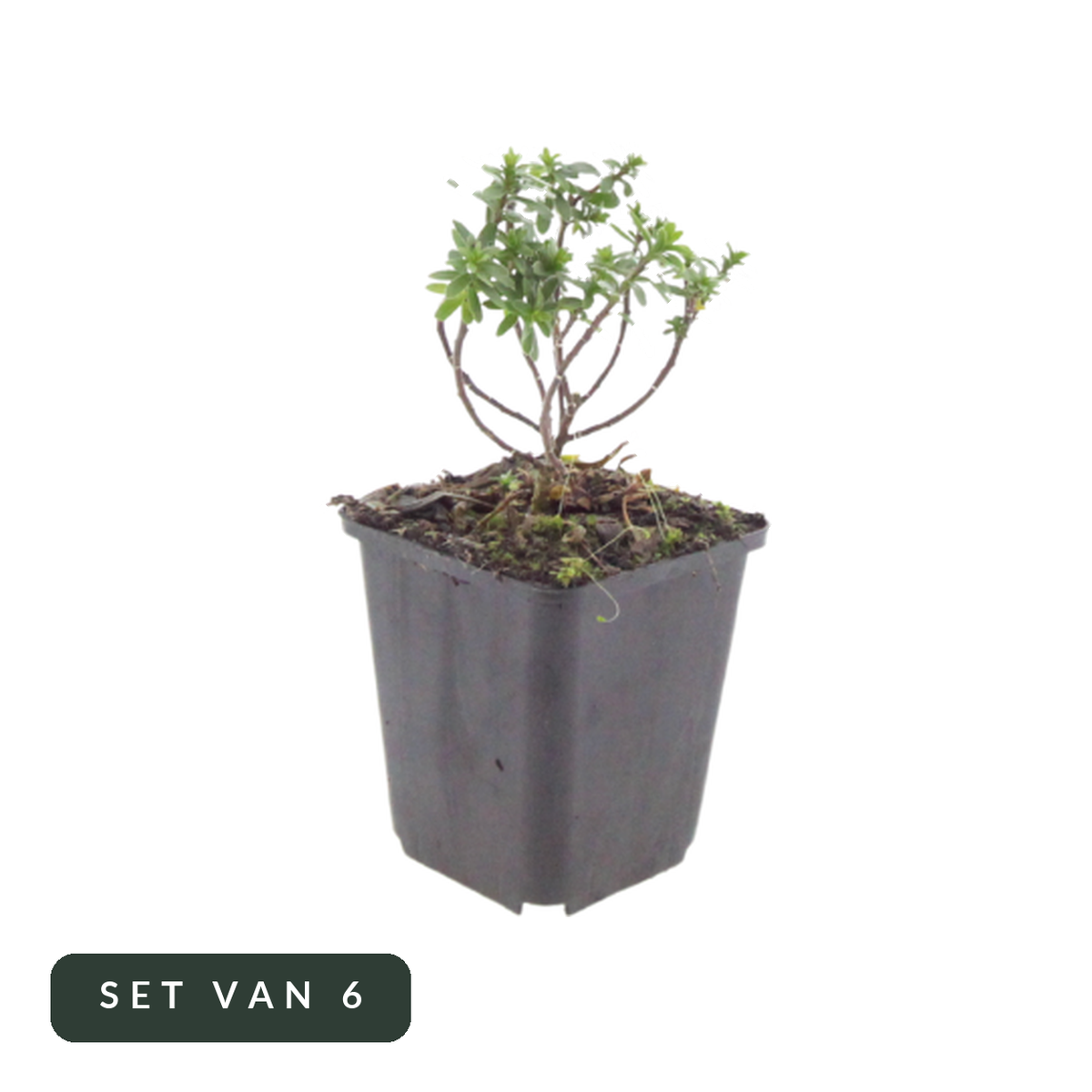Scheefbloem Schneeflocke in kweekpot, set van 6, op witte achtergrond