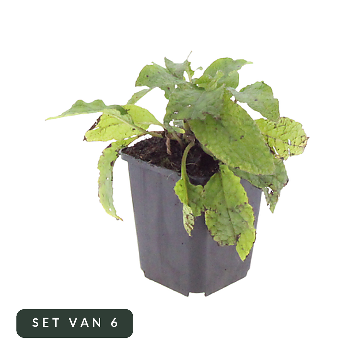 Smeerwortel set van 6 in pot, hoofdfoto op witte achtergrond