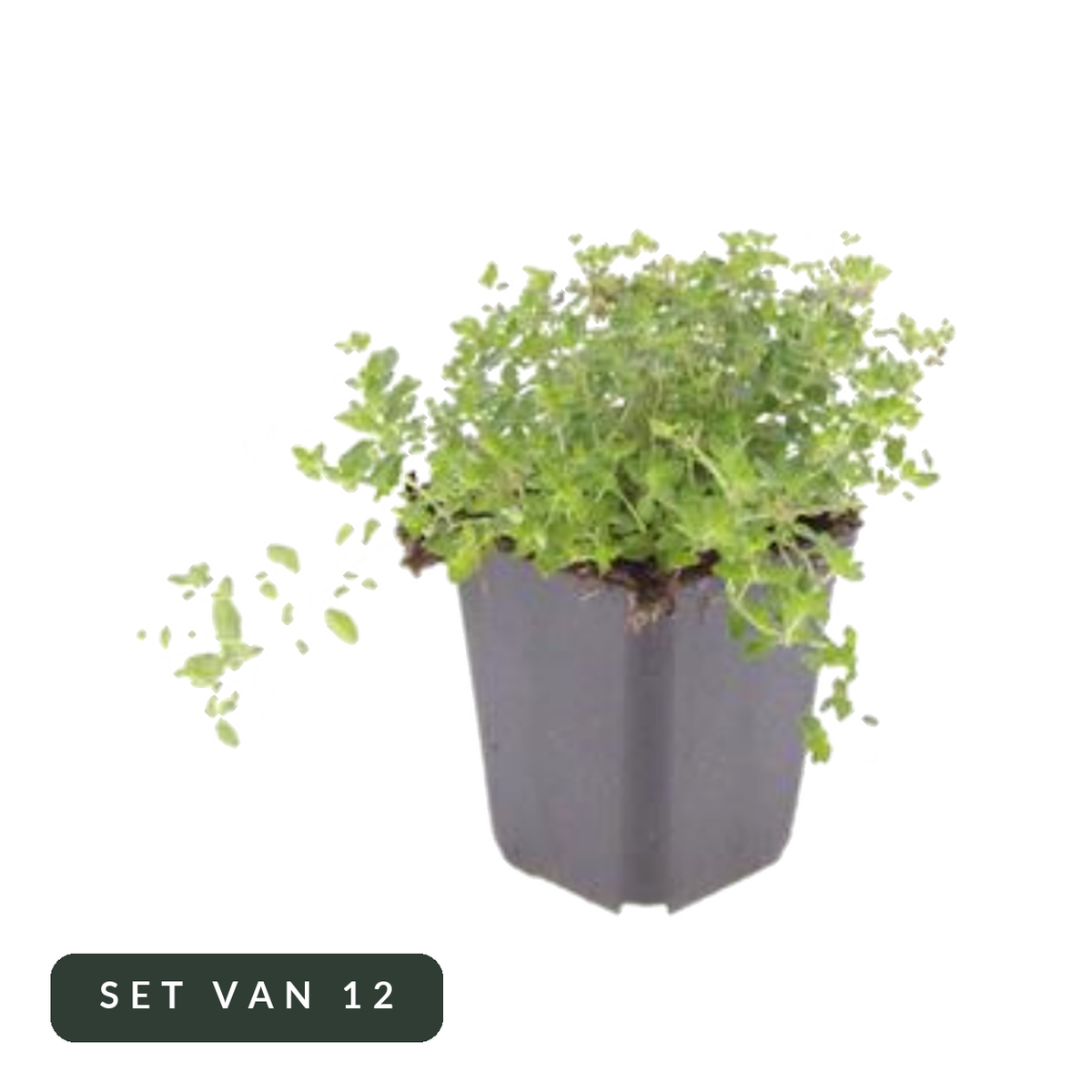 Wilde tijm Thymus serpyllum in kweekpot, set van 12, op witte achtergrond