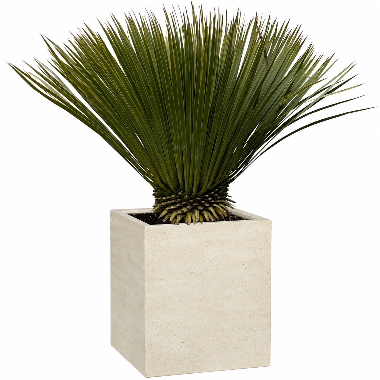 Yucca rostrata 70 cm in pot op witte achtergrond