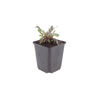 Prachtkaars 'Siskiyou Pink' (Gaura) – voor tuin & terras