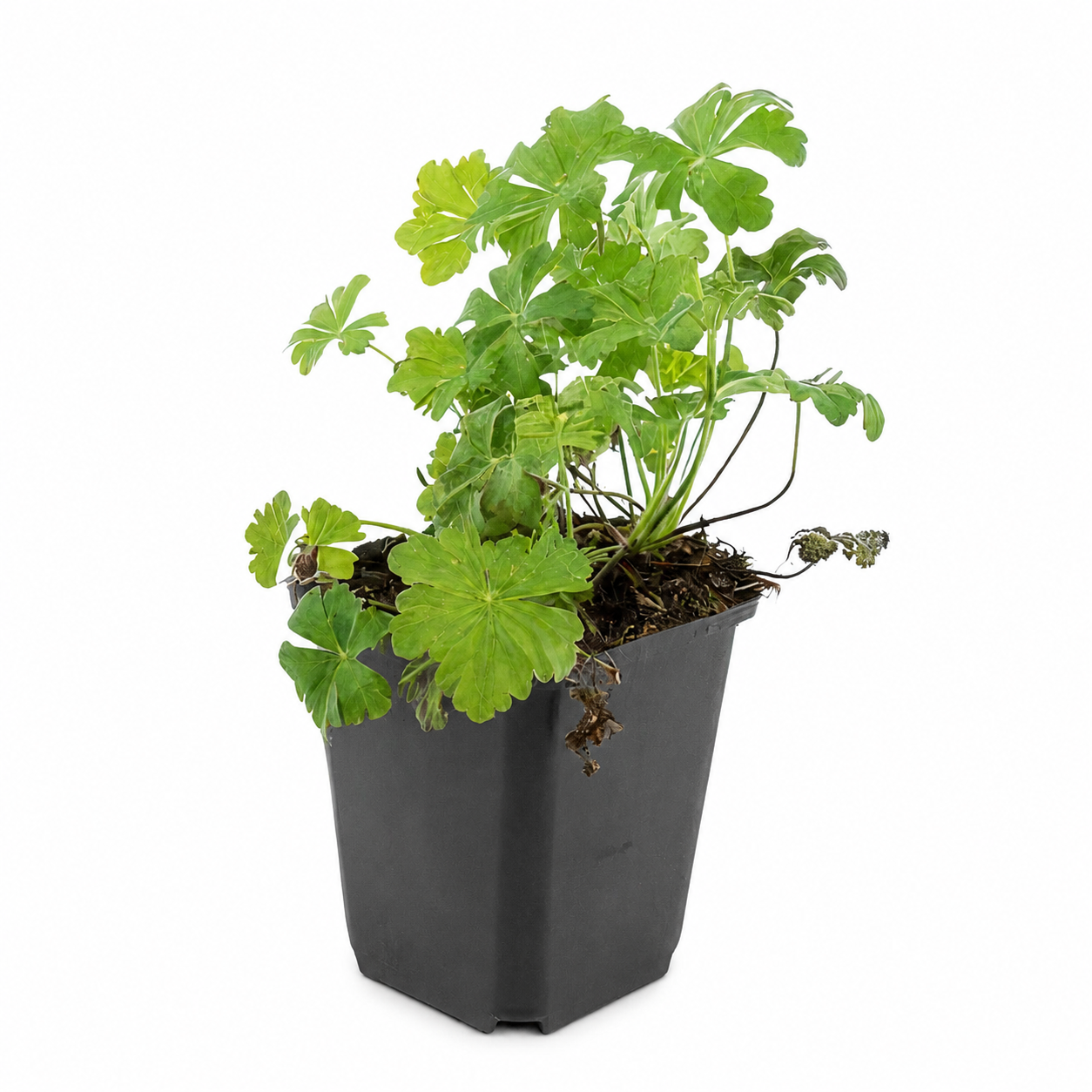 Geranium 'Biokovo'