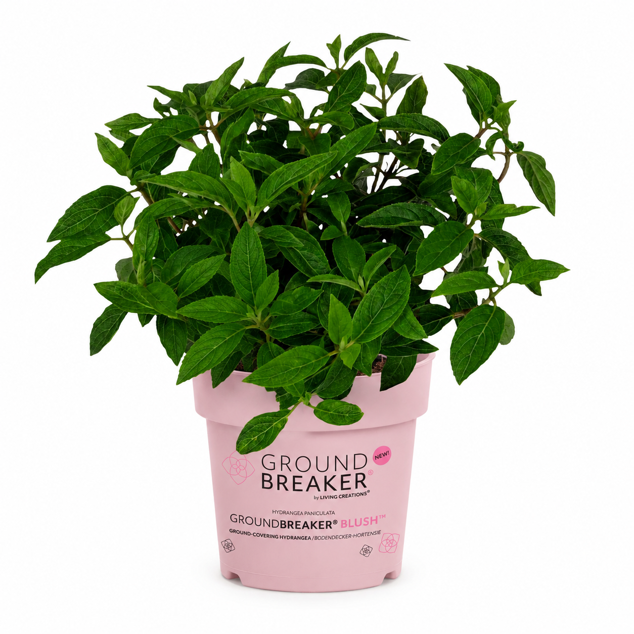 Pluimhortensia 'Groundbreaker' Blush (Hydrangea) op witte achtergrond