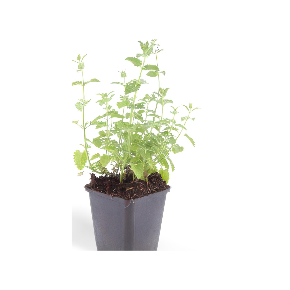 Kattenkruid 'Six Hills Giant' (Nepeta) plantje in kweekpot op witte achtergrond