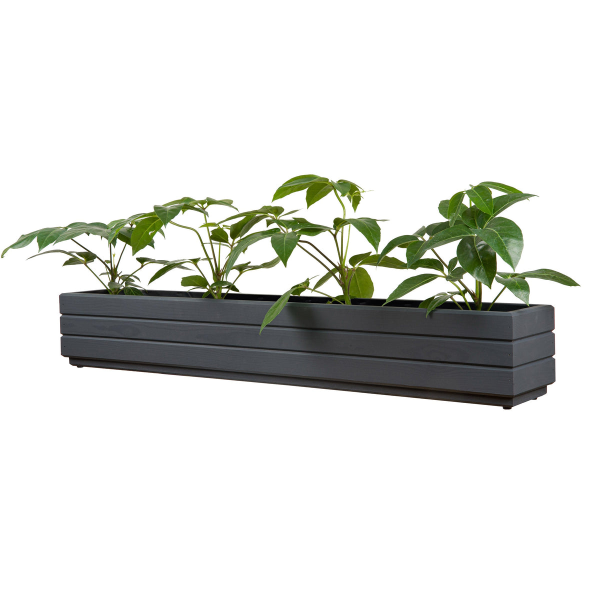 Houten plantenbak balkon 110 cm antraciet met rustige groene beplanting op witte achtergrond