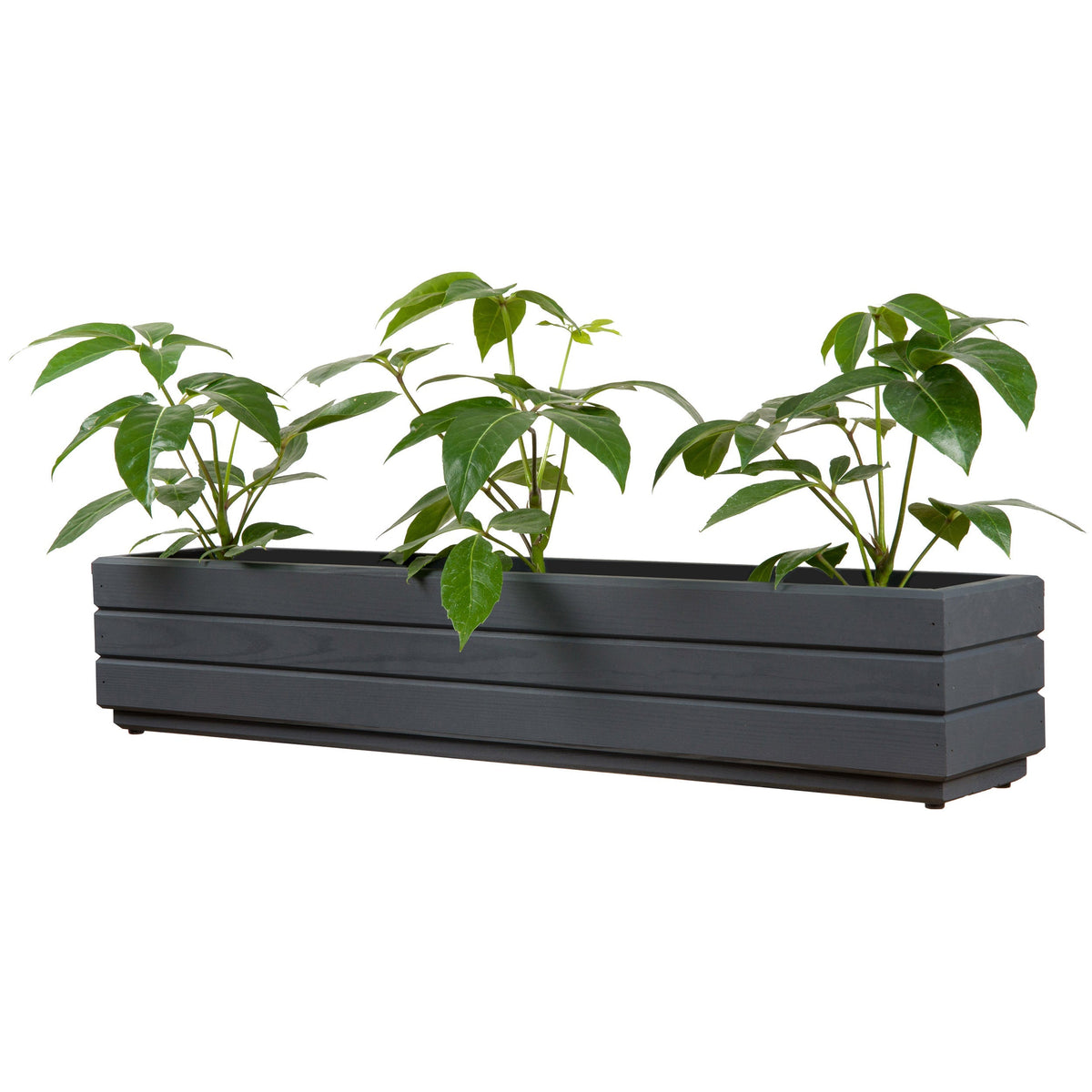 Houten balkonplantenbak 90 cm antraciet met rustige groene beplanting op witte achtergrond
