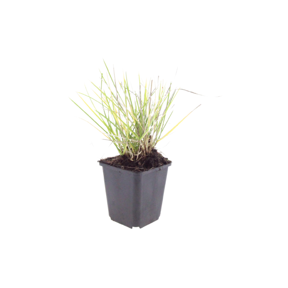 Herfst-blauwgras (Sesleria autumnalis) in kweekpot op witte achtergrond