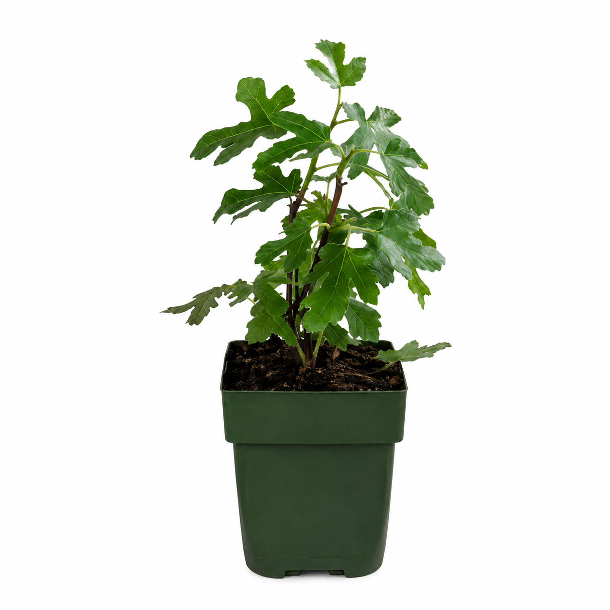 Biologische vijgenbomen