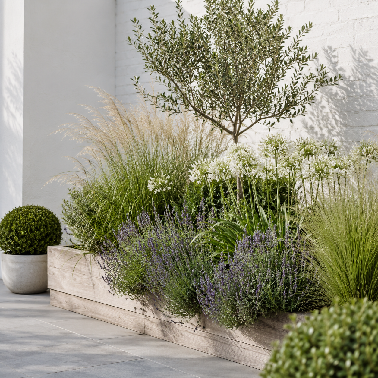 Olijfboom, siergrassen, lavendel en witte agapanthus in een houten plantenbak tegen een witte muur van Plant&bak