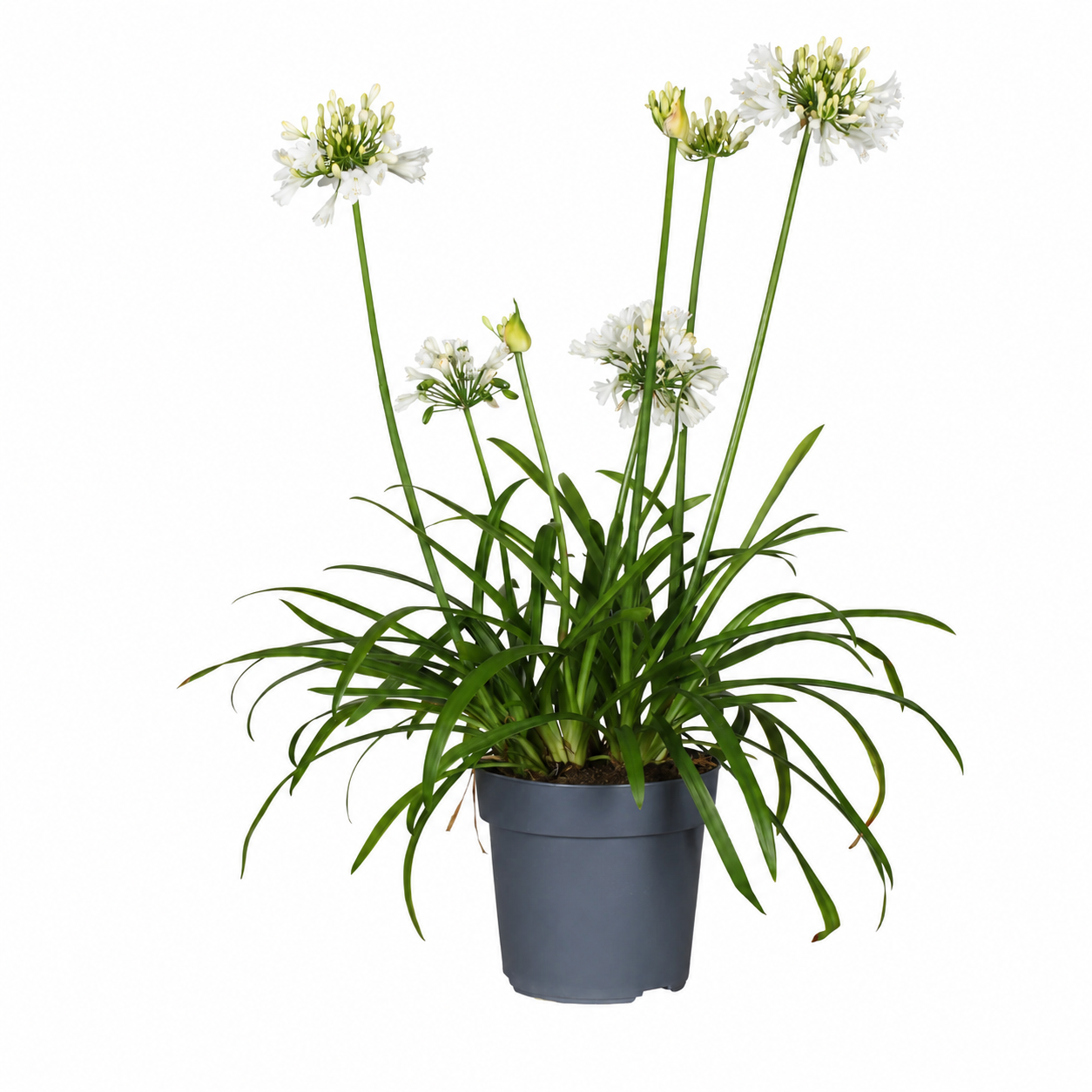 Agapanthus 'Everwhite' wit in pot