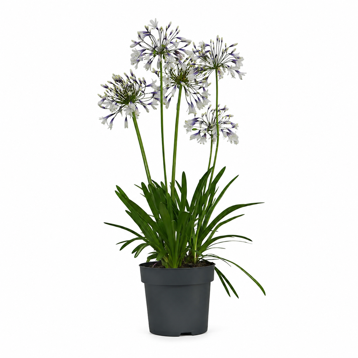 Agapanthus 'Fireworks' wit en blauw in pot