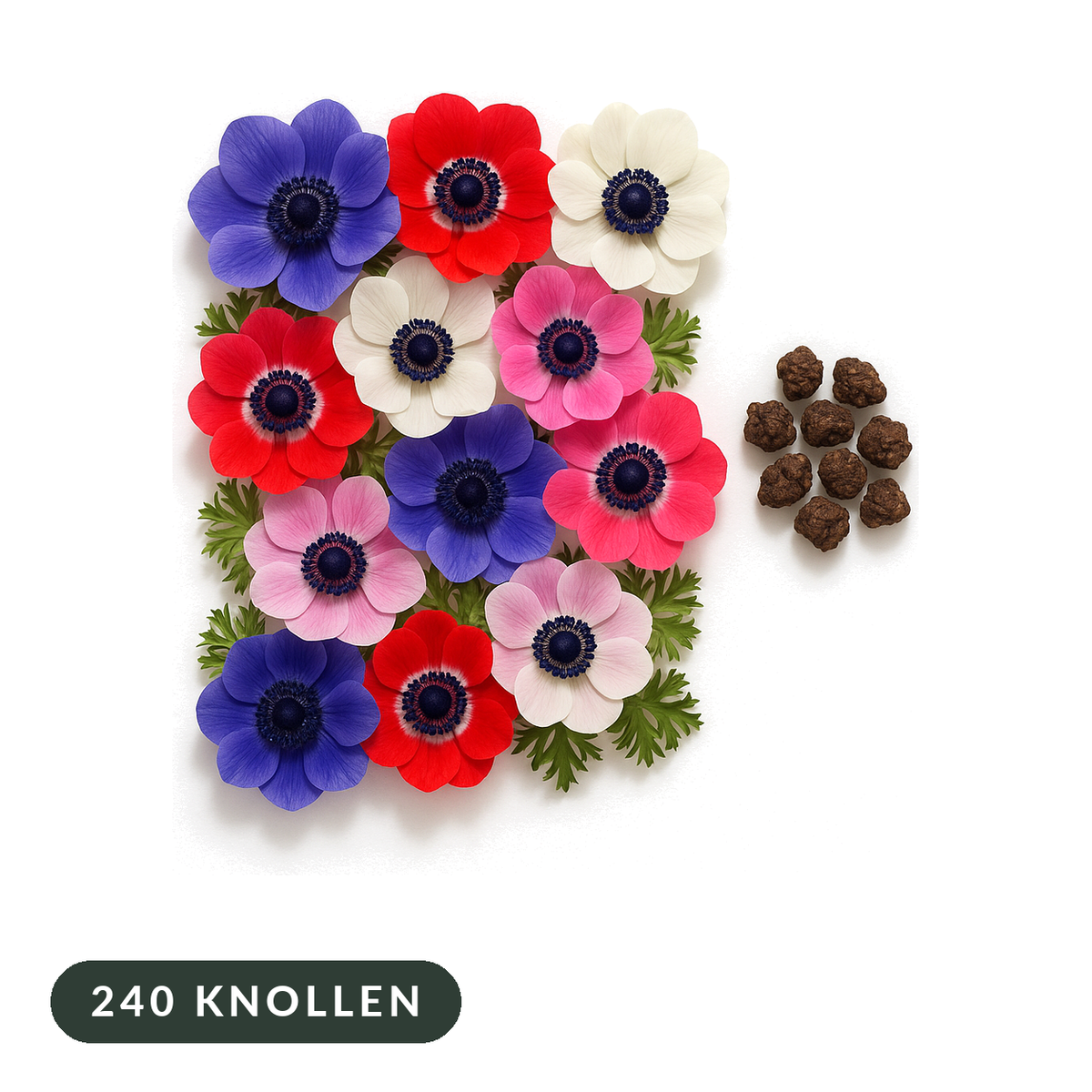 Klaproosanemonen de Caen in blauw, rood, roze en wit met knollen op witte achtergrond, 240 knollen
