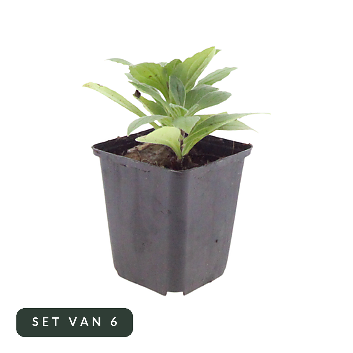 Aster Moench set van 6 in kweekpot, hoofdfoto op witte achtergrond