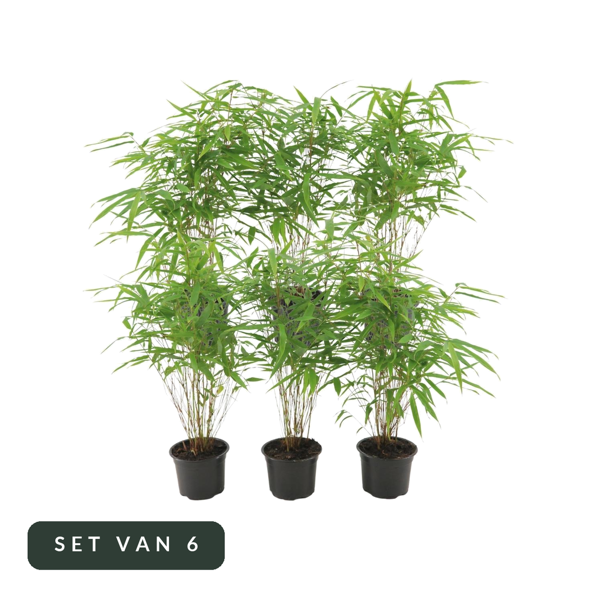 Bamboe Fargesia rufa in kweekpot, set van 6, op witte achtergrond