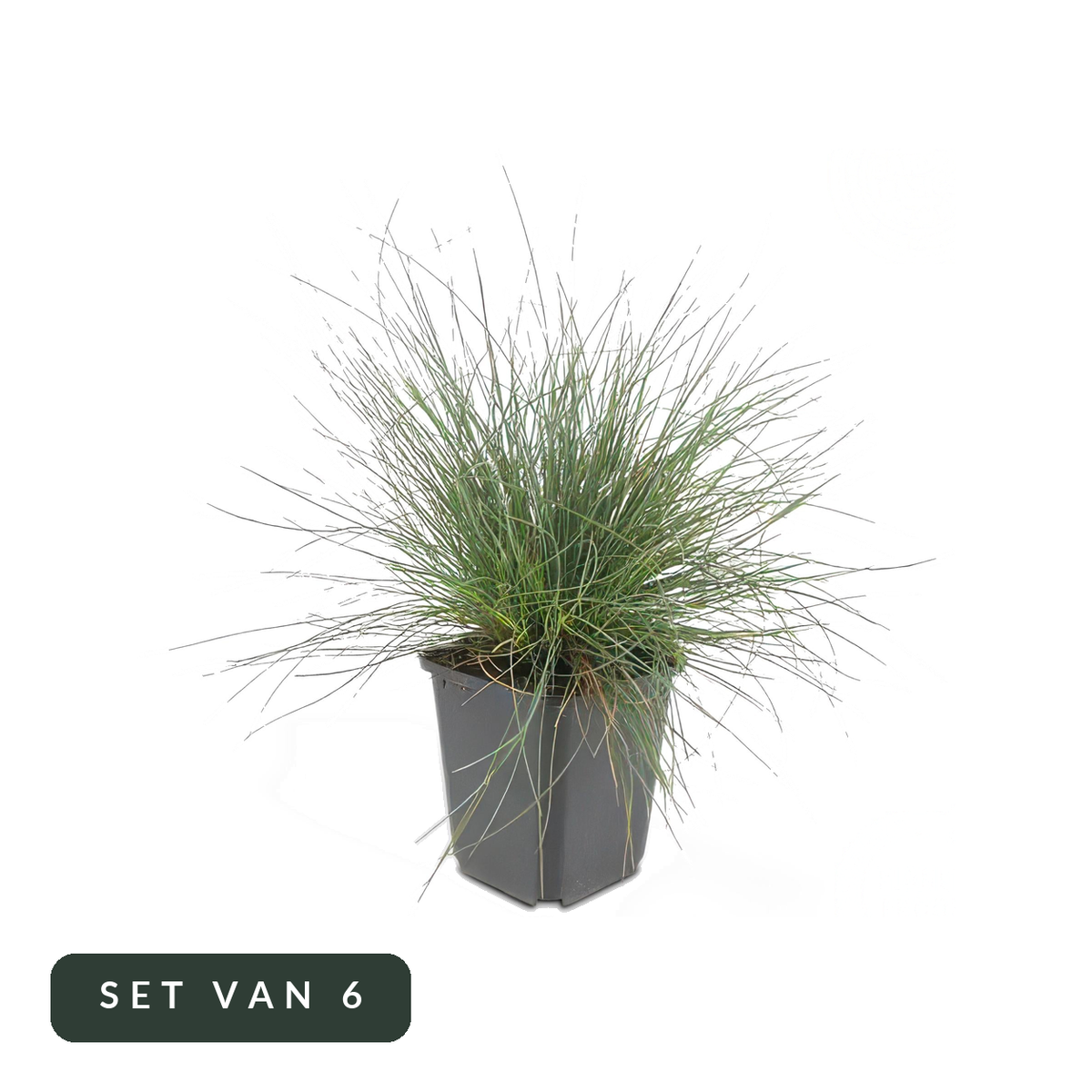 Blauw schapengras Elijah Blue in kweekpot, set van 6, op witte achtergrond