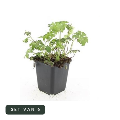 Bloedooievaarsbek Album in kweekpot, set van 6, op witte achtergrond