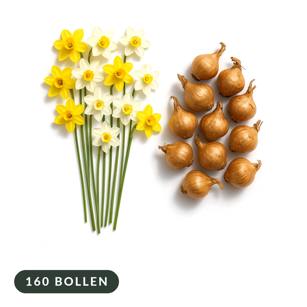 Botanische narcissen in geel en wit met bollen op witte achtergrond, 160 bloembollen