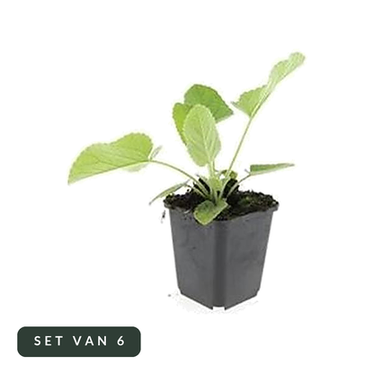 Brandkruid Phlomis russeliana in kweekpot, set van 6, op witte achtergrond