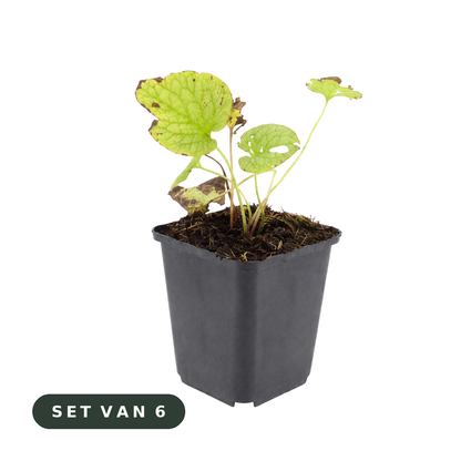 Brunnera 'Jack Frost' - set van 6, witte achtergrond