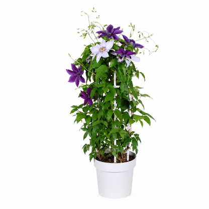 Clematis 'Double Up' in pot op klimrek
