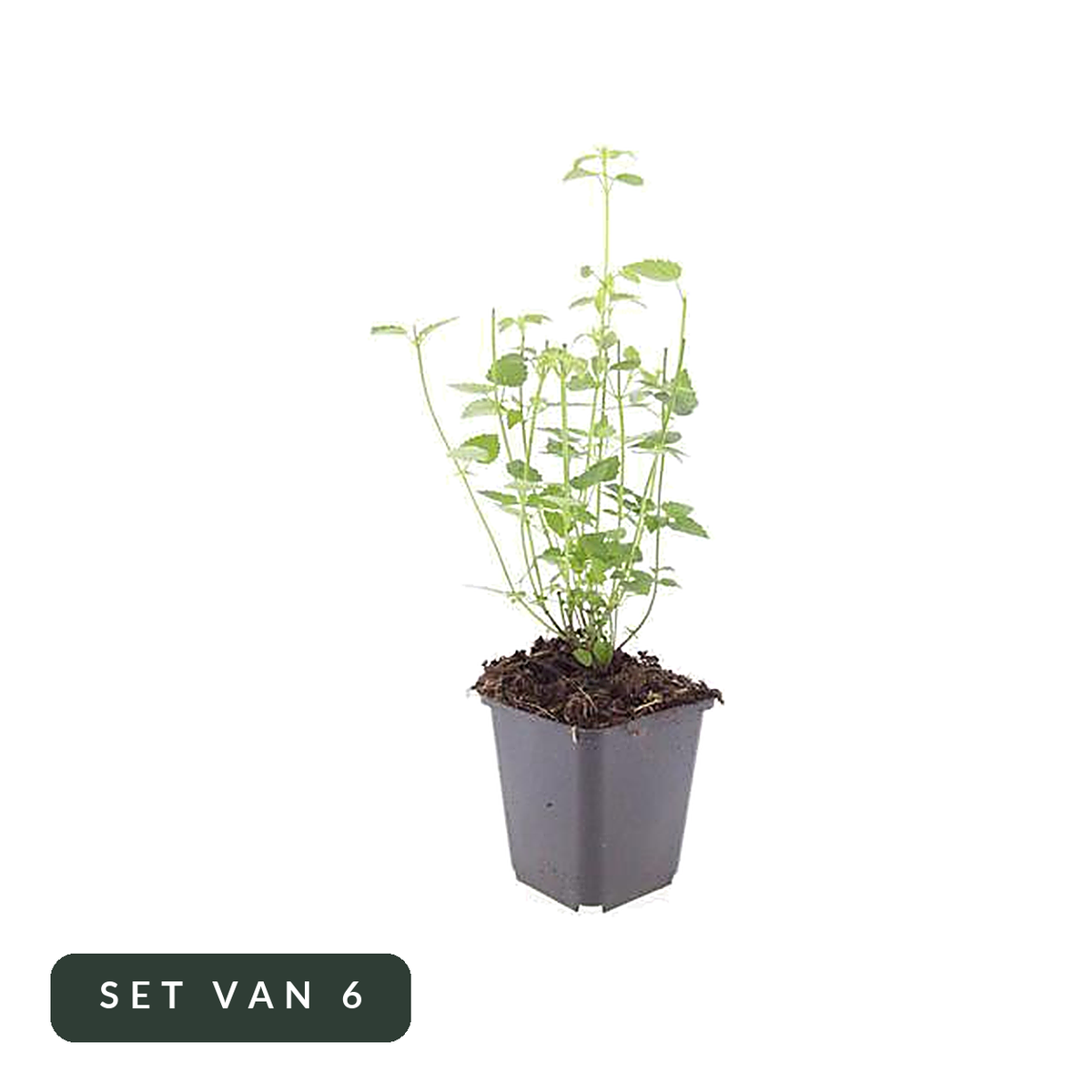 Dropplant Black Adder in kweekpot, set van 6, op witte achtergrond