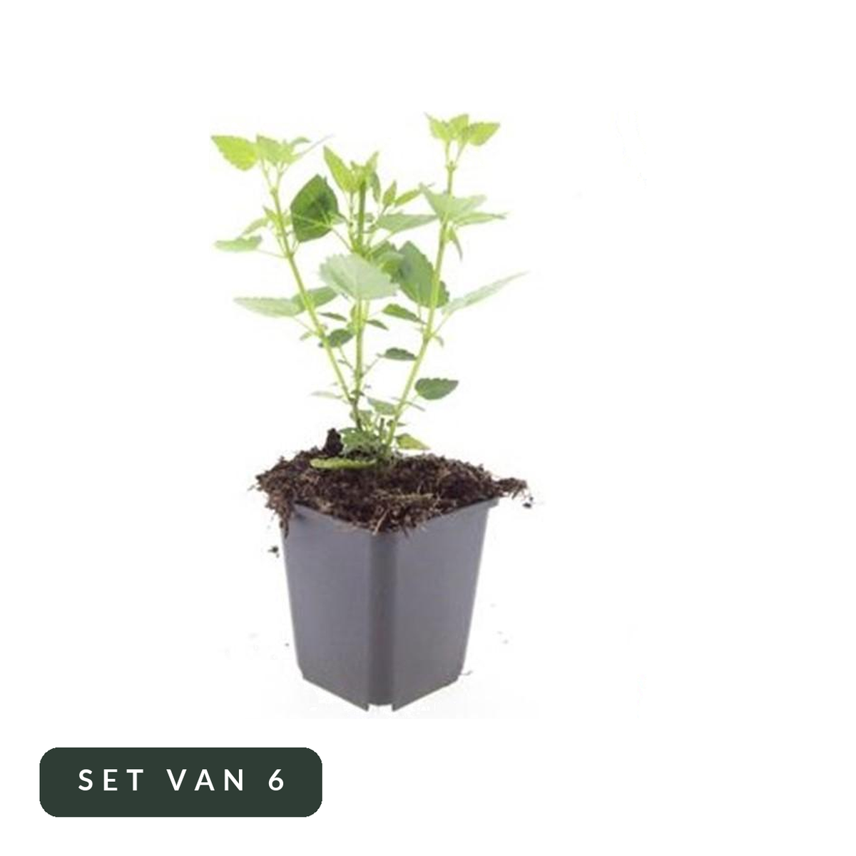 Dropplant Blue Fortune in kweekpot, set van 6, op witte achtergrond