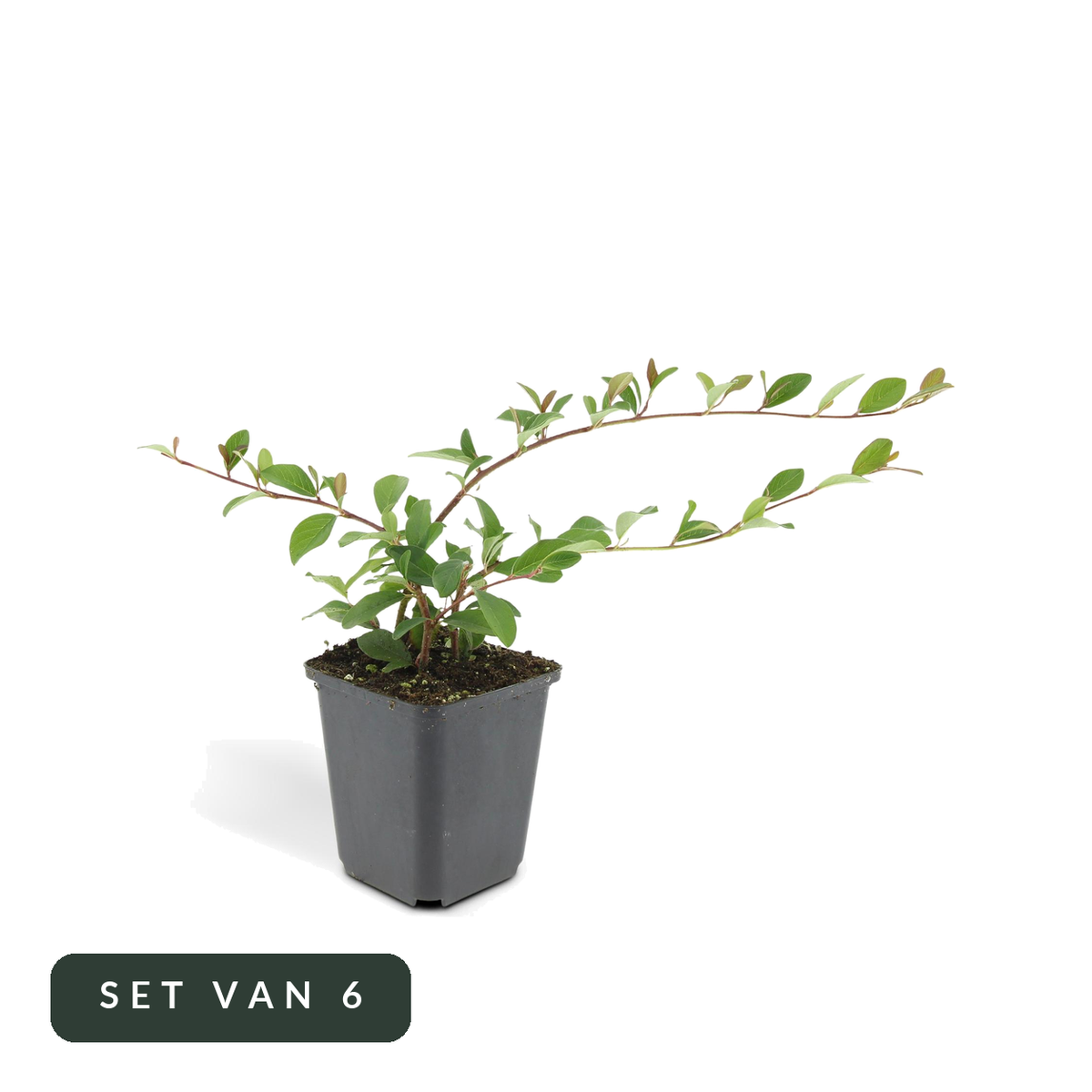 Dwergmispel Major set van 6 in pot, hoofdfoto op witte achtergrond