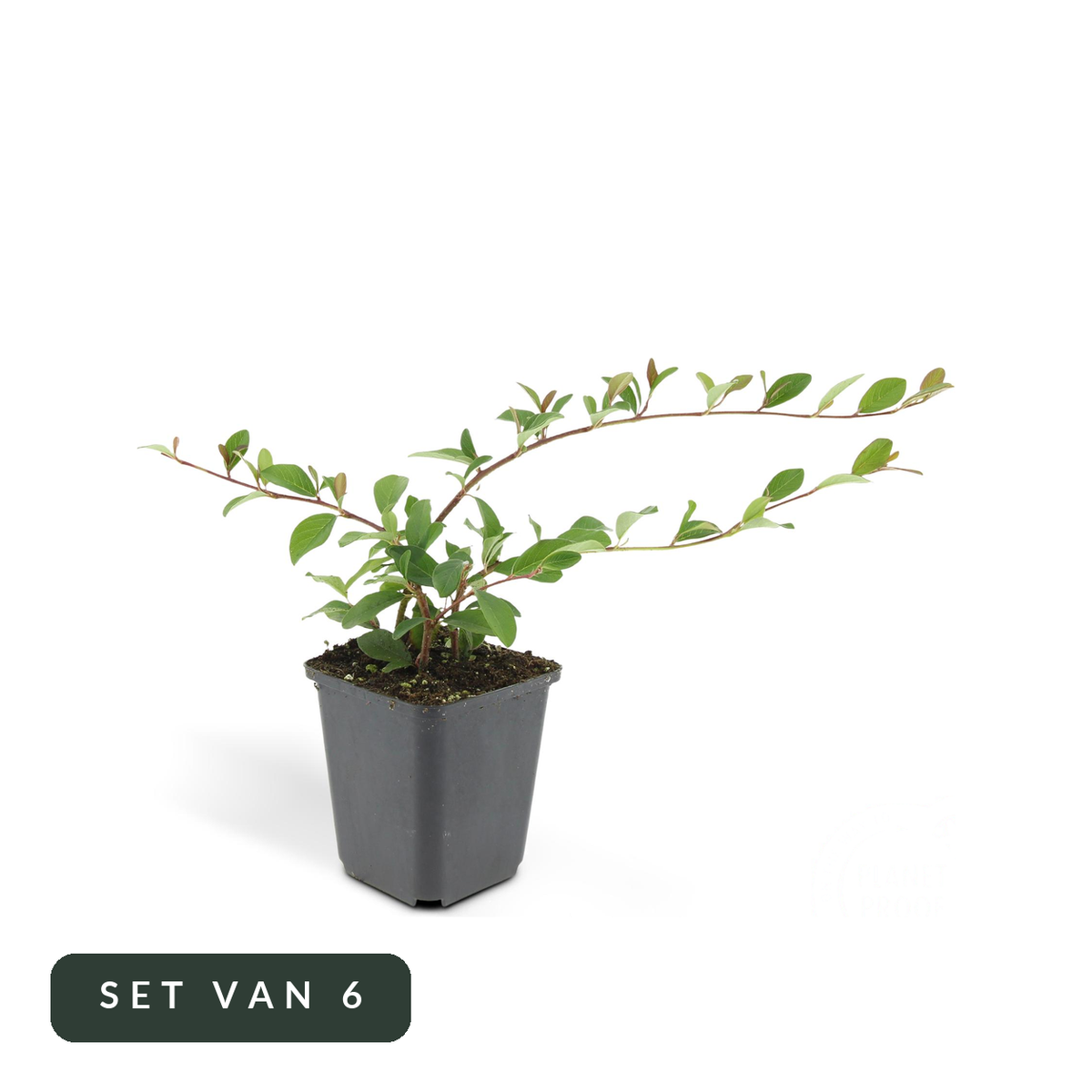 Dwergmispel Cotoneaster dammeri in kweekpot, set van 6, op witte achtergrond