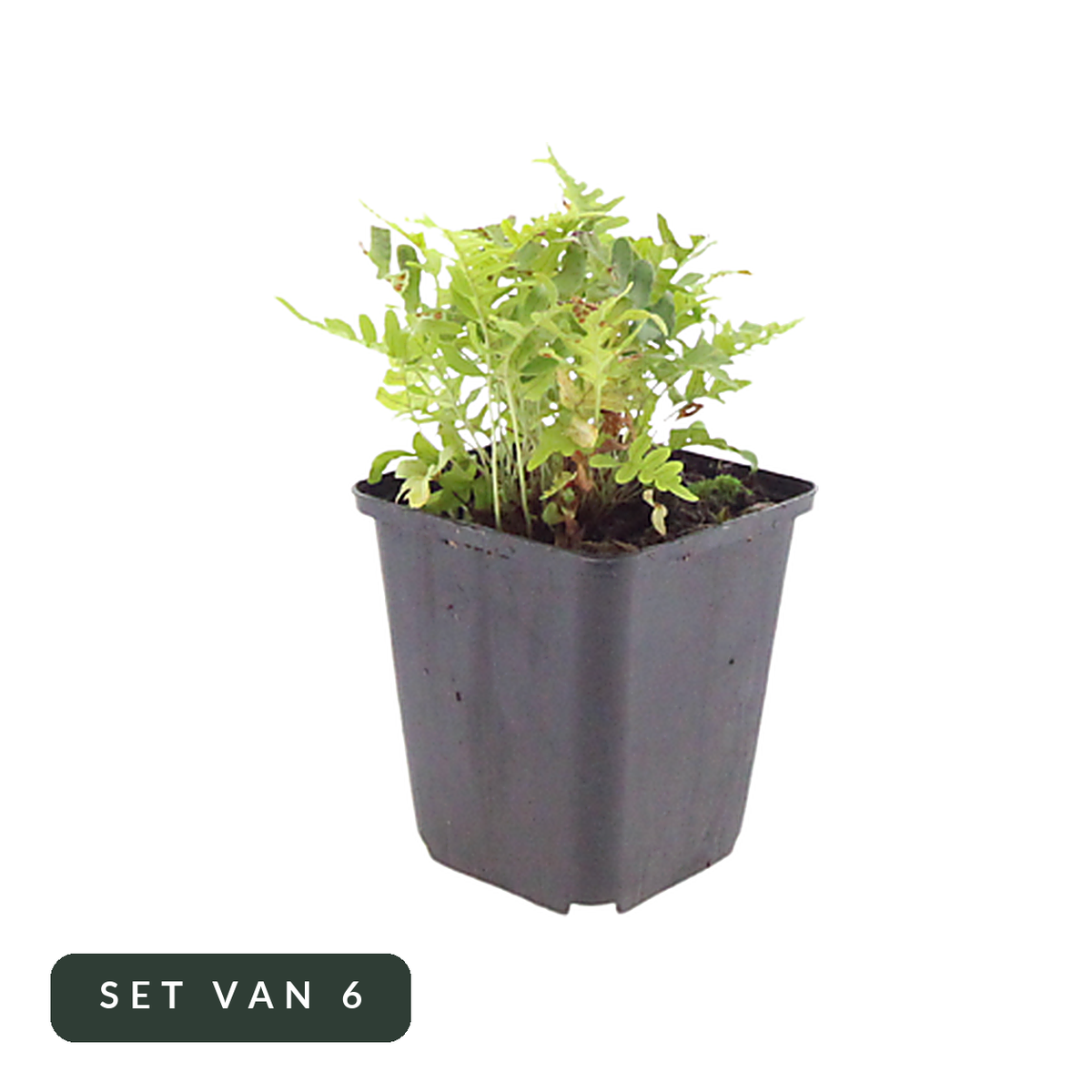 Eikvaren Polypodium vulgare in kweekpot, set van 6, op witte achtergrond