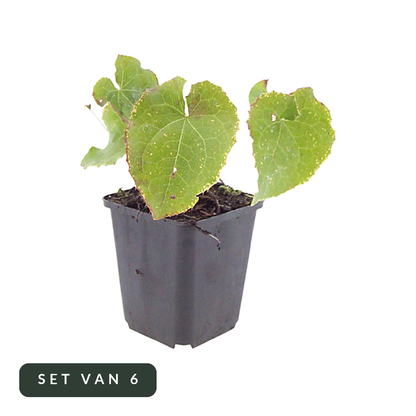 Elfenbloem Frohnleiten in kweekpot, set van 6, op witte achtergrond