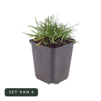 Engels gras Splendens in kweekpot, set van 6, op witte achtergrond