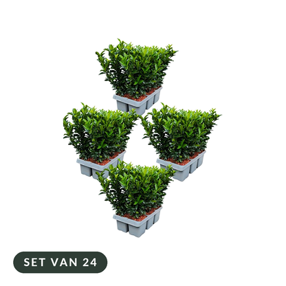 Euonymus 'Green Spire', set van 24 in vier trays van 6, op witte achtergrond